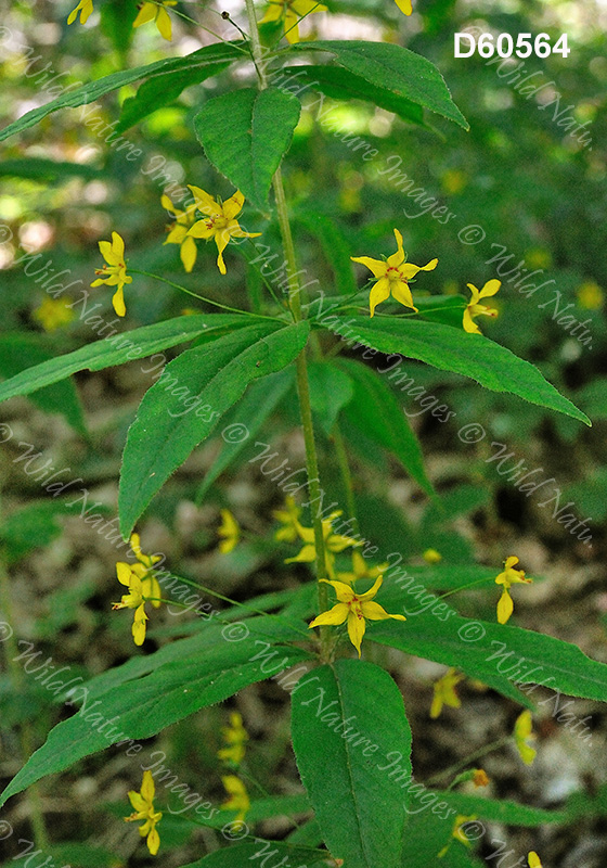 Whorled Loosestrife (Lysimachia quadrifolia)